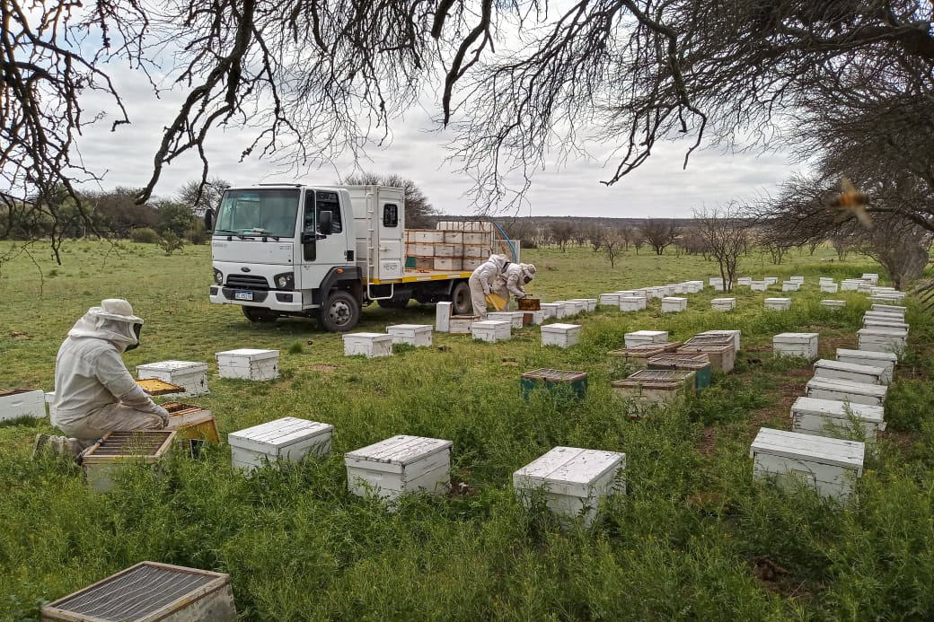 apicultura en la pampa